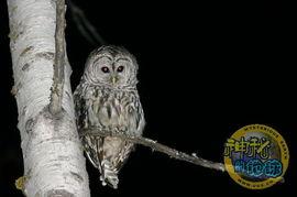 猫头鹰,夜空中的神秘使者