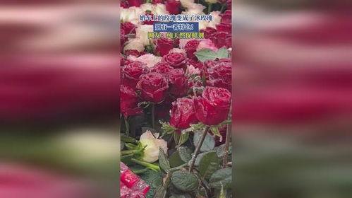 成为玫瑰,探索成为玫瑰的蜕变之路